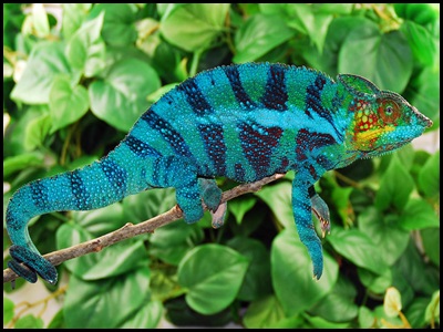ambanja blue chameleon
