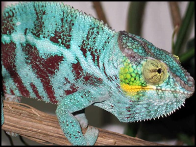 ambato chameleon