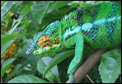 ambanja panther chameleon