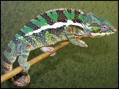 ampiskiana panther chameleon