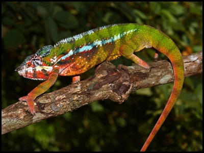 nosy mangabe panther chameleon